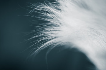 A monochrome closeup of a white animal fur