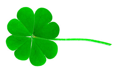 St. Patrick's Day symbol. Lucky shamrock clover green heart-shaped leaves isolated on white background in 1:1 macro lens shot