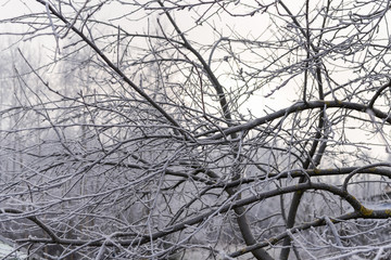 Frozen garden landscape with frosty trees and frosty grass. Frozen background. Freezing weather.