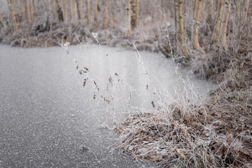 Frozen garden landscape with frosty trees and frosty grass. Frozen background. Freezing weather.