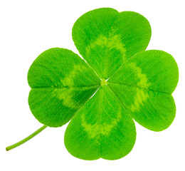 St. Patrick's Day symbol. Lucky shamrock clover green heart-shaped leaves isolated on white background in 1:1 macro lens shot © Sodel Vladyslav