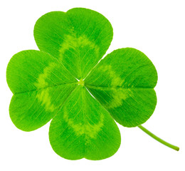 St. Patrick's Day symbol. Lucky shamrock clover green heart-shaped leaves isolated on white background in 1:1 macro lens shot