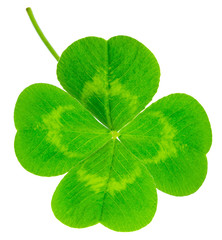 St. Patrick's Day symbol. Lucky shamrock clover green heart-shaped leaves isolated on white background in 1:1 macro lens shot © Sodel Vladyslav