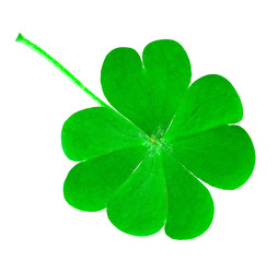 St. Patrick's Day symbol. Lucky shamrock clover green heart-shaped leaves isolated on white background in 1:1 macro lens shot