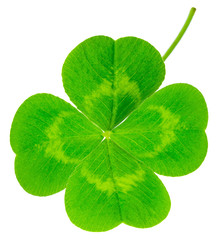 St. Patrick's Day symbol. Lucky shamrock clover green heart-shaped leaves isolated on white background in 1:1 macro lens shot © Sodel Vladyslav
