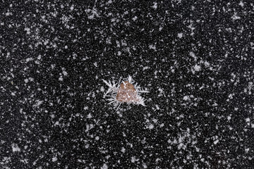 Heart shaped leaf covered with hoarfrost over frozen black ice background with snowy stars. Broken heart. Frost pattern.