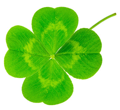 St. Patrick's Day symbol. Lucky shamrock clover green heart-shaped leaves isolated on white background in 1:1 macro lens shot
