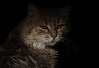 Fototapeta premium Cat