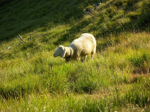 Ungeschorenes Schaf auf einer Bergweide