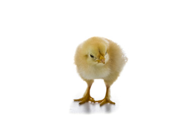 Fototapeta premium Fluffy little yellow chickens on a white background.