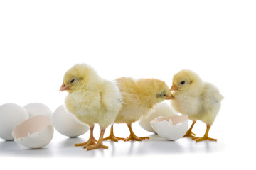 Fluffy little yellow chickens and Easter eggs on a white background.