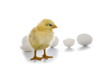 Fluffy little yellow chicken and Easter eggs on a white background.