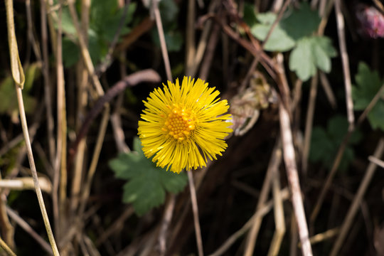Tussilage