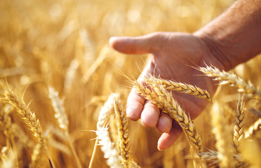 Wheat sprouts in a farmer's hand.Farmer Walking Through Field Checking Wheat Crop

