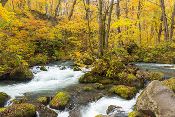 Japanese Oirase Mountain Stream