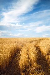 backdrop of ripening ears of yellow wheat field on the sunset cloudy orange sky background. Copy space of the setting sun rays on horizon in rural meadow Close up nature photo Idea of a rich harvest
