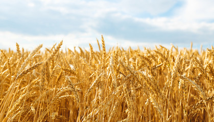 backdrop of ripening ears of yellow wheat field on the sunset cloudy orange sky background. Copy...
