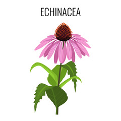 Echinacea ayurvedic herbaceous flowering plant isolated on white - obrazy, fototapety, plakaty