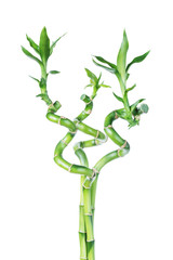 Lucky Bamboo (Dracaena Sanderiana)