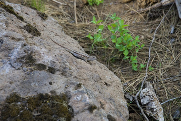Fototapeta na wymiar Oreogn High Desert Lizard on a Rock