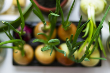 Fresh sprouts of green onions in the pot on the windowsill, growing fresh greens
