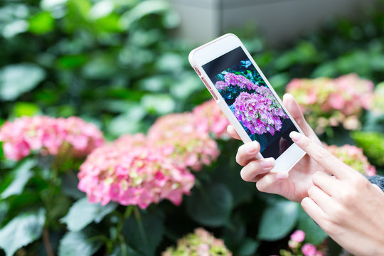 Woman taking photo on Hydrangea by cellphone