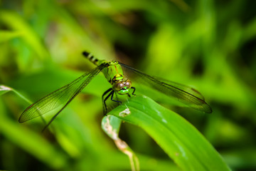 A Green Dragonfly