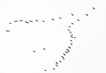 Kraniche auf Vogelzug