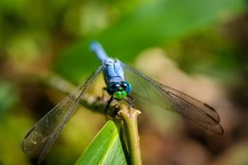 Blue Dragonfly