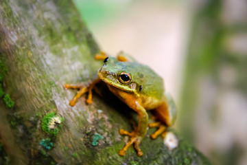 Tree Frog