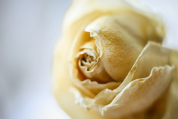 Fototapeta na wymiar A beautiful shallow depth of field photo of a white dried rose
