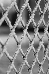 icy wire-netting fence
