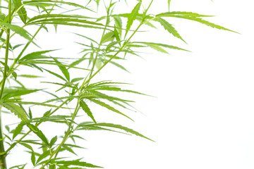 Fototapeta na wymiar Marijuana isolated on white background.