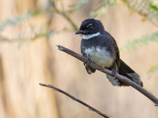 Image of bird ( White-throated Fantail, Rhipidura albicollis ) on nature background.