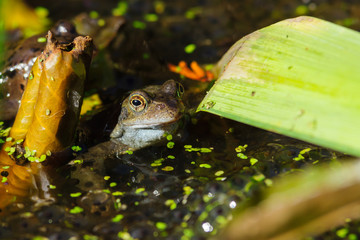 Naklejka premium Common Frog (Rana temporaria) hiding amongst lilies in a pond