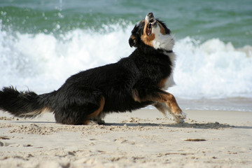 Hund am Strand