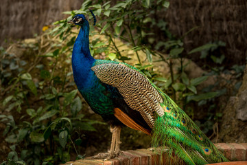 Fototapeta premium Peacock
