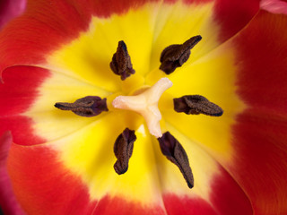 Macro of red tulip flower inside, floral background.