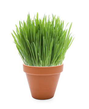 Ostergras