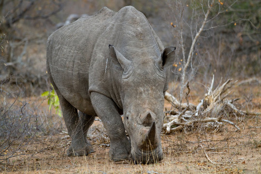 rhino walking free in savannah