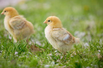 Little chicks on the grass