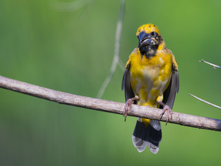 Image of Asian golden weaver bird (Ploceus hypoxanthus) on nature background.