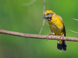 Image of Asian golden weaver bird (Ploceus hypoxanthus) on nature background.