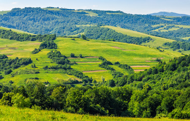 Obraz premium forest on a mountain hillside in rural area