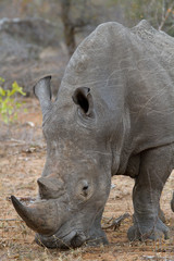 rhino walking free in savannah