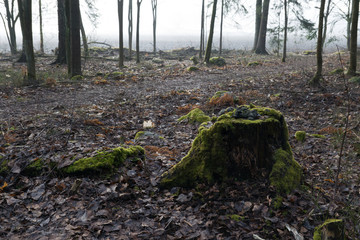 Old mossy tree stump in foggy forest in winter, Finland.