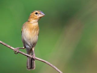 Image of Asian golden weaver bird (Ploceus hypoxanthus) on nature background.