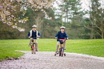 Sweet little preschool children, riding a bike in a cherry blossom garden