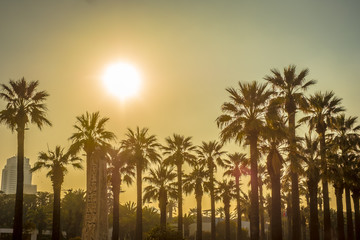 Obraz premium palm tree sunset