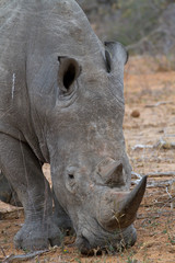 rhino walking free in savannah